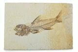 Fossil Fish (Amphiplaga) - Uncommon Species #373892-1
